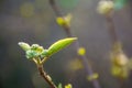 The trees are budding Royalty Free Stock Photo